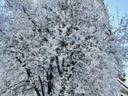 Danas je prvi dan proljeća! Evo zašto više nije 21. ožujka