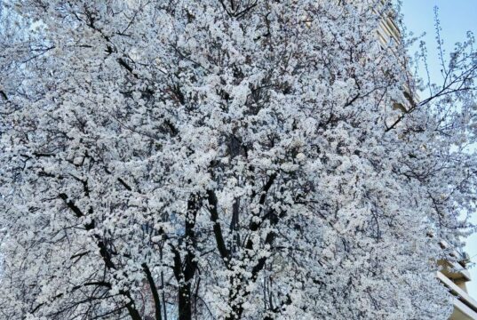 Danas je prvi dan proljeća! Evo zašto više nije 21. ožujka