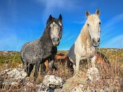 Film o livanjskim divljim konjima u petak pred tuzlanskom publikom