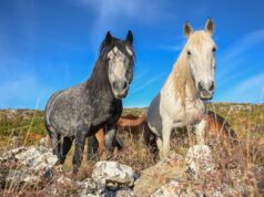 Film o livanjskim divljim konjima u petak pred tuzlanskom publikom