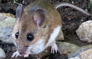 Hantavirus je u BiH prisutan destljećima